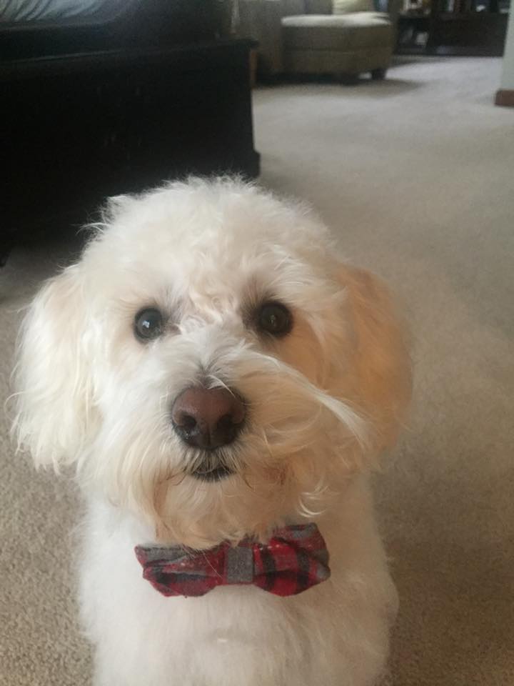 small teddy bear schnoodle